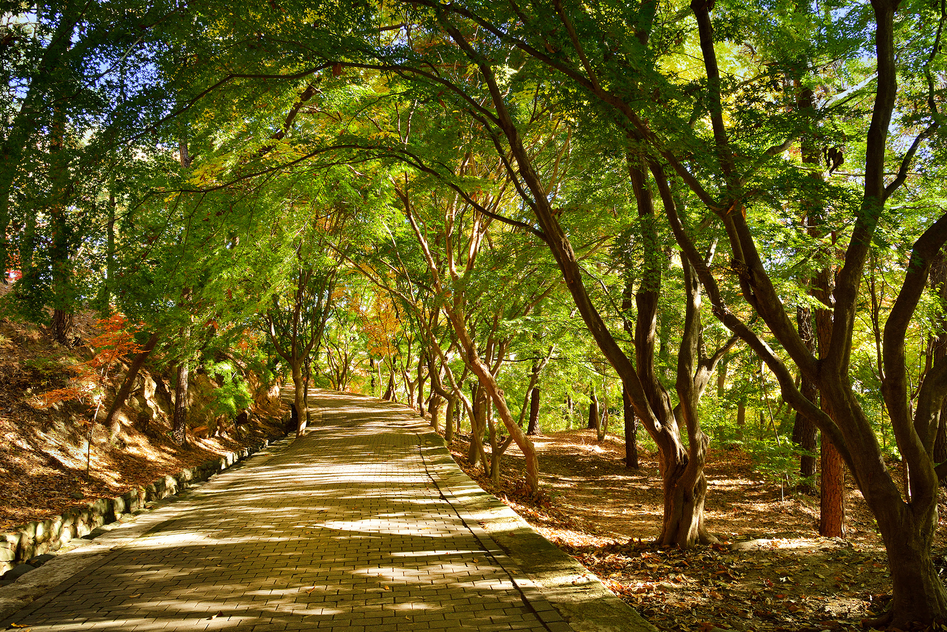 부소산성 산책로 이미지